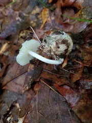 Heliomyces decolorans