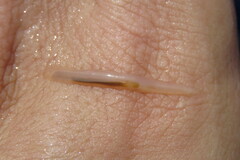 Florida Lancelet photo 3