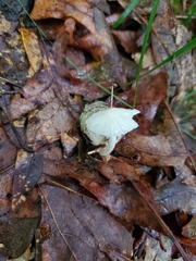 Heliomyces decolorans