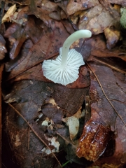 Heliomyces decolorans
