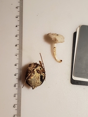 Heliomyces decolorans