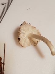 Heliomyces decolorans