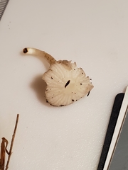 Heliomyces decolorans