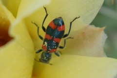 Trichodes nuttalli