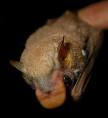 Sphaeronycteris toxophyllum