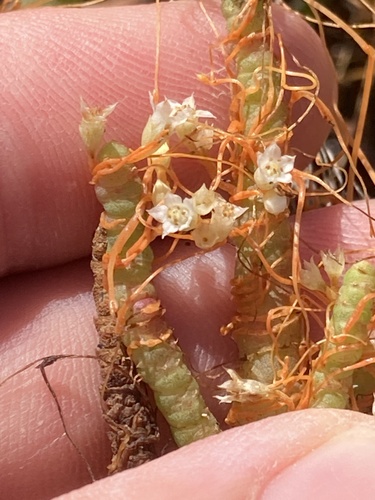 Image of Cuscuta pacifica by (c) Adam J. Searcy, some rights reserved (CC BY)