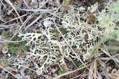 Xanthoparmelia camtschadalis