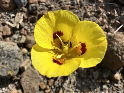 Image of Calochortus syntrophus by (c) Dee Shea Himes, some rights reserved (CC BY)