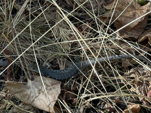 iNaturalist observation photo of Northern Alligator Lizard