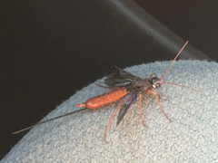 Xeris indecisus