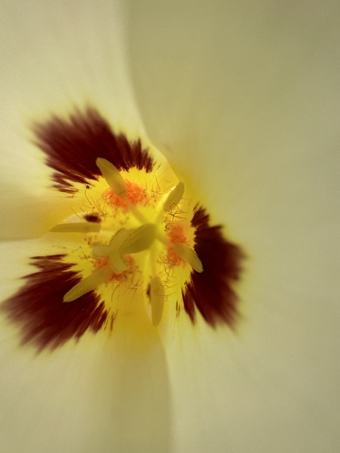 Image of Calochortus syntrophus by (c) Dee Shea Himes, some rights reserved (CC BY)