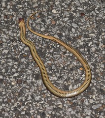 Liodytes rigida sinicola