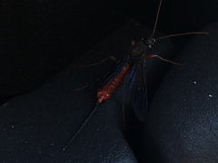 Xeris indecisus