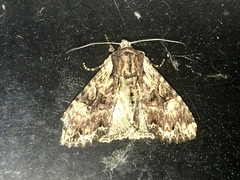 Apamea monoglypha