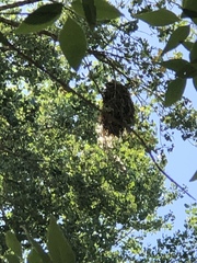 Pachyramphus aglaiae