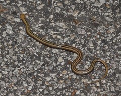 Liodytes rigida sinicola