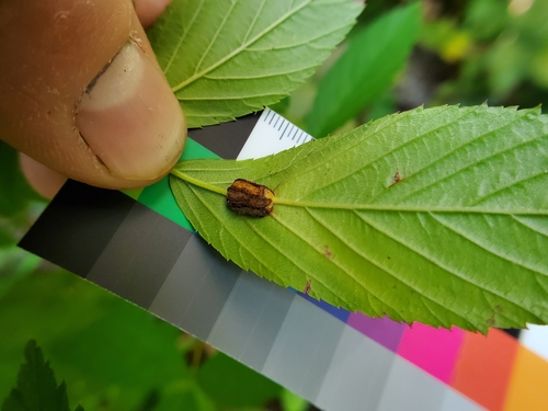 Photo of blackberry gall midge (Neolasioptera farinosa)