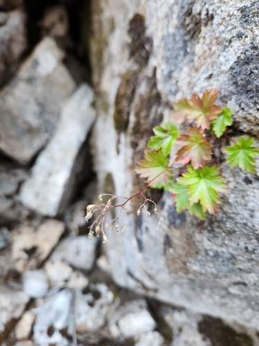 Image of Heuchera glabra by no rights reserved