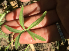 Delphinium gracilentum