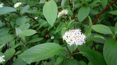 Cornus alba