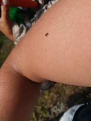 Coleoptera