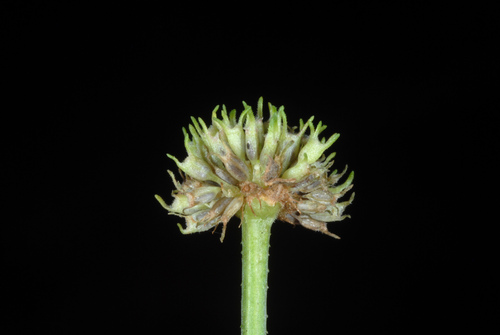 shrubby false buttonweed