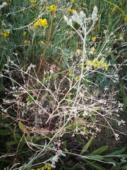 Trinia hispida