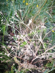 Trinia hispida