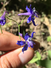 Delphinium gracilentum