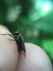 Chrysops niger