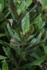 Gynura bicolor, photograph author not stated, no rights reserved