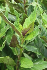 Gynura bicolor, photograph author not stated, no rights reserved