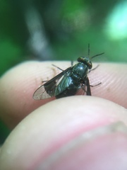 Chrysops niger