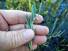 Andromeda polifolia glaucophylla