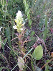 Melampyrum argyrocomum