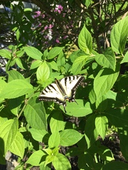 Papilio canadensis
