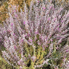 Teucrium marum
