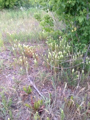 Melampyrum argyrocomum