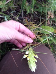 Melampyrum argyrocomum