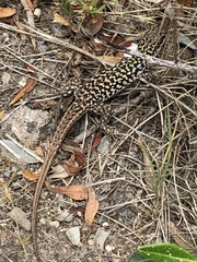 Podarcis siculus caporiaccoi