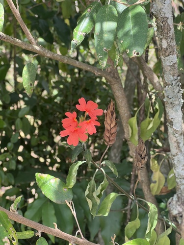 African Kanakaambaram (Crossandra massaica)