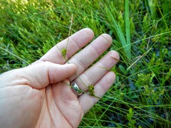 Carex oligosperma