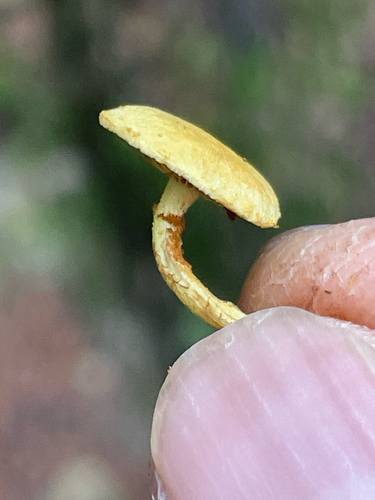 Pleuroflammula subsulphurea (Photo 3 of 7)