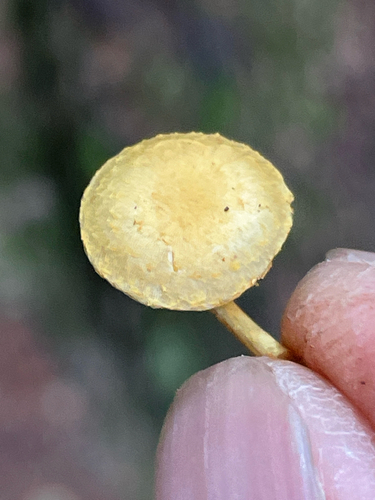 Pleuroflammula subsulphurea