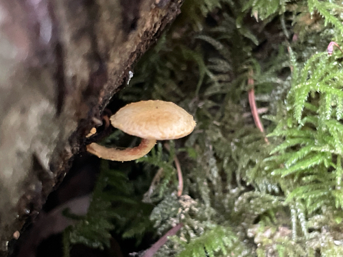 Pleuroflammula subsulphurea (Photo 5 of 7)