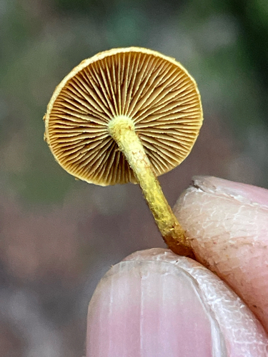 Pleuroflammula subsulphurea (Photo 2 of 7)
