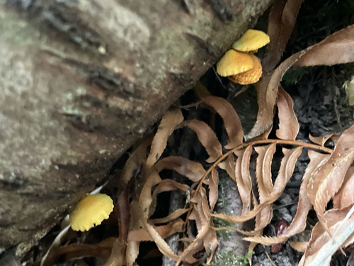Pleuroflammula subsulphurea (Photo 6 of 7)