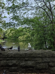 Larus argentatus