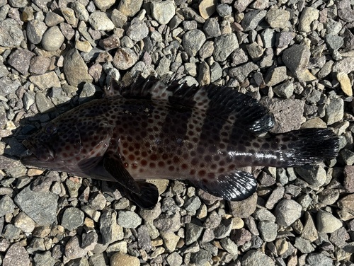 Cabrilla (Epinephelus analogus) — Serranidae