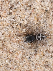 Habronattus coecatus